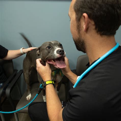 Veterinary Specialty And Emergency Center Levittown Pa