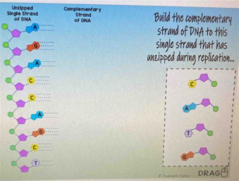 Image result for How to Make DNA Complementary Strands