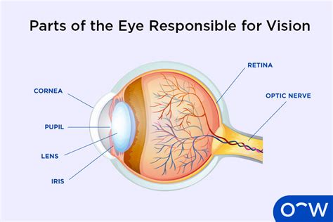 Image result for How Does Vision Work