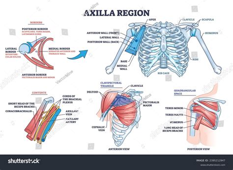 Axilla Region Anatomy Skeletal Muscular Structure Stock Vector (Royalty ...