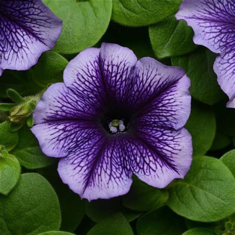 Petunia Multiflora Mirage Blue Vein Flower Seeds | Buy Online India ...