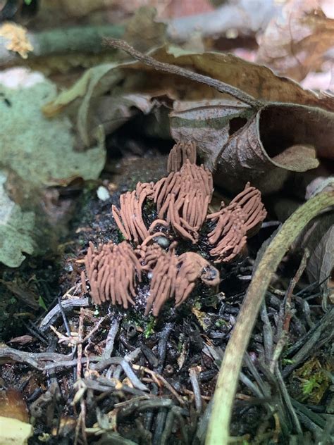Stemonitis splendens (Chocolate Tube Slime Mold) - Mushrooms of CT