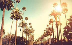 Image result for California Palm Trees Wallpaper 1080