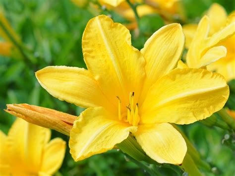 Sunny Yellow Flowers That Bloom In Summer | Gardening Know How