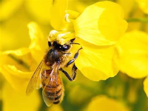Understanding pollination processes between bees and flowers | Faculty ...