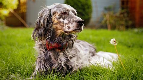 4 Setter dog breeds that make wonderful companions | PetsRadar