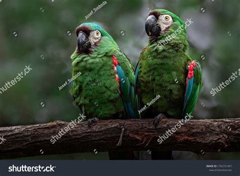 129 Chestnut fronted macaw Images, Stock Photos & Vectors | Shutterstock