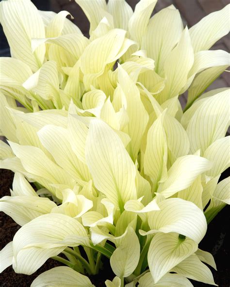 Hosta 'White Feather' bare roots — Buy white plantain lilies online at ...