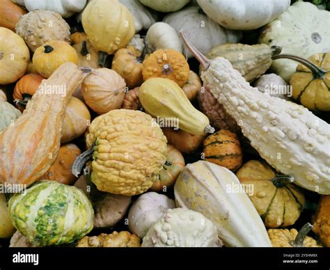 Colorful and different shaped pumpkins and squashes. Colorful ...