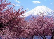 nomi fiori giapponesi hanami la fioritura in aprile dei fiori di ciliegio in nomi fiori giapponesi hanami la fioritura in aprile dei fiori di ciliegio in