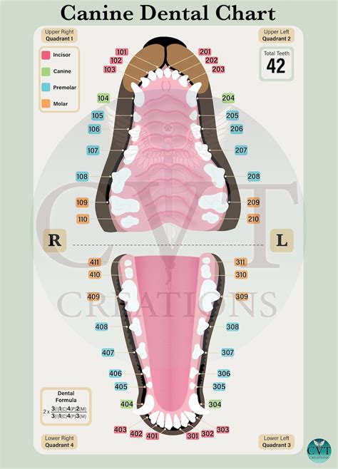 Canine Dental Chart Printable - Jace Printable