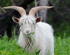 Goat 的图像结果