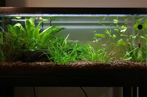 My low tech 20 gallon long : Aquariums