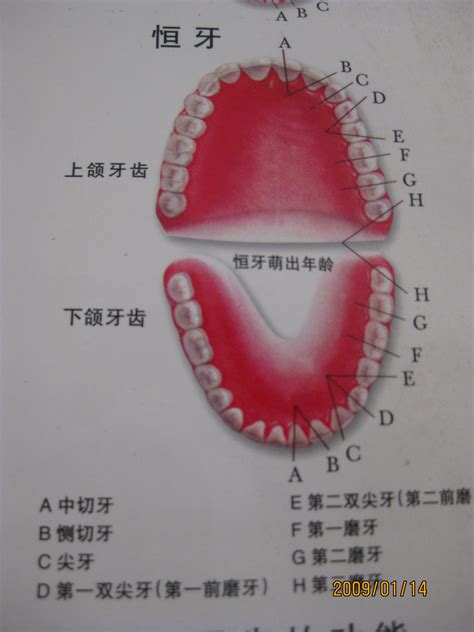 牙医图片牙齿,牙齿图片,牙医图片_大山谷图库
