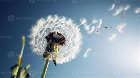 Dandelion Seeds Blowing Photography