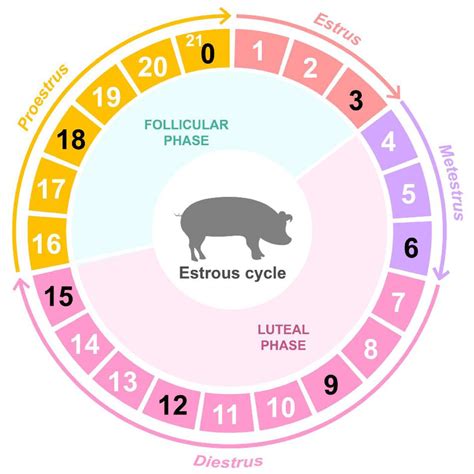 Time Series Ovarian Transcriptome Analyses of the Porcine Estrous Cycle ...