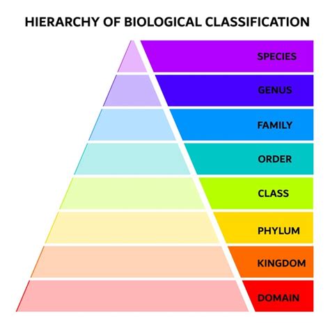 Image result for Scientific Classification System