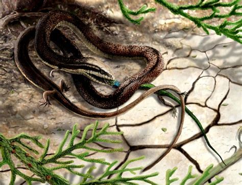 A Fossil Snake With Four Legs | National Geographic