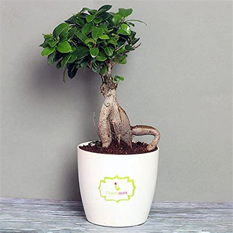 Banyan tree bonsai live plant : Amazon.in: Garden & Outdoors