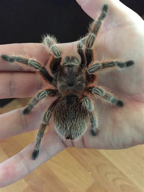 How to Care for Your Chilean Rose Hair Tarantula - Allan's Pet Center
