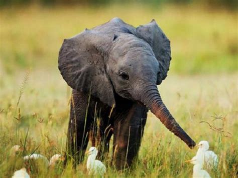 孕妇梦见大象是什么意思（胎梦为大象时预测生男生女）_家庭医生在线