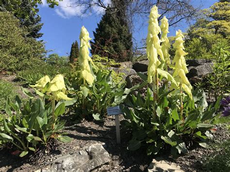 Rheum alexandrae - Keiserrabarbra | Botanical Garden - Natural History ...