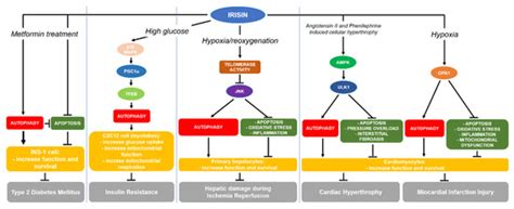 IJMS | Special Issue : Autophagy in Health, Ageing and Disease 2.0