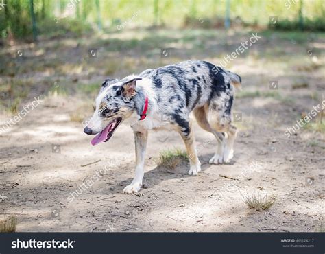 Australian Cattle Dog Shepherd Mix