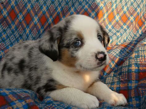 Australian Shepherd Mix