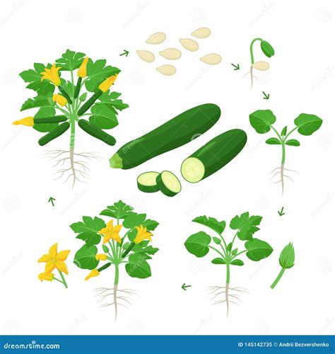 Zucchini Plant Growth from Seed, Sprout, Flowering and Mature Plant with Ripe Fruits. Life Cycle ...