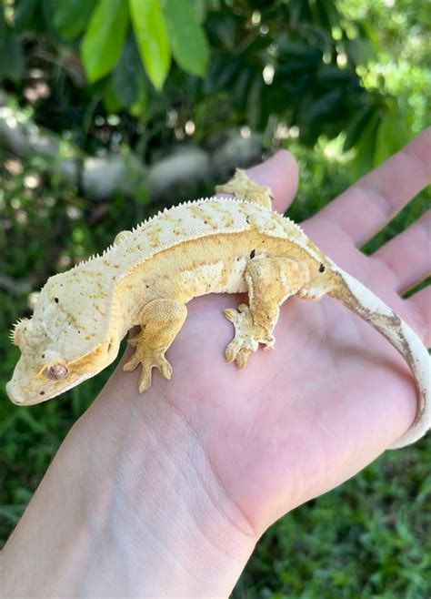 Yellow Crested Gecko