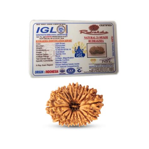21 Mukhi Rudraksha (Nepali) - Collector – Shiv Kripa Rudraksha