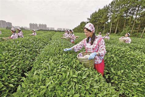 中国茶道茶文化，采茶，制茶，泡茶，品茶
