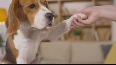 Can Dogs Get Herpes Simplex 1 From Humans