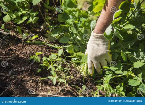 Image result for Uprooting Using Hands