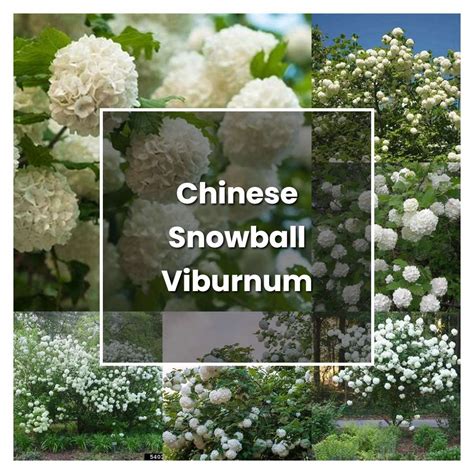 Chinese Snowball Viburnum Growth Rate at Peter Crocker blog