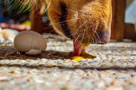 Can Dogs Eat Raw Eggs