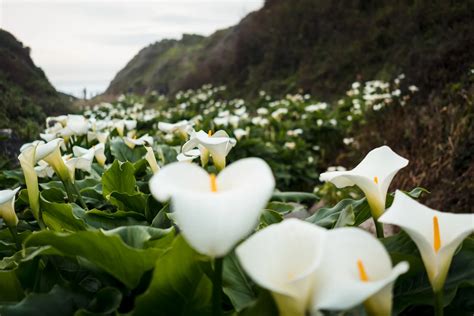 Calla Lily Valley & Garrapata Beach — Big Sur, CA — Backcountrycow | Backpacking and Outdoor Travel