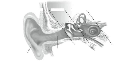 Peripheral Auditory System 的图像结果