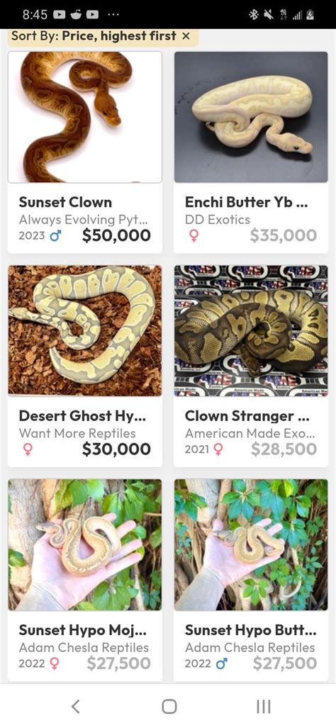 Image result for How Much Is a 1 Foot Ball Python