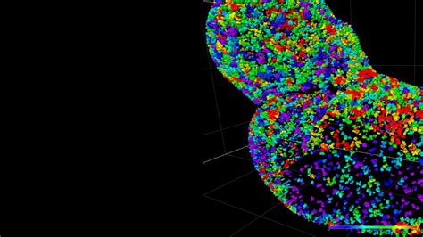 AI Image Analysis for Volume Electron Microscopy | ZEISS