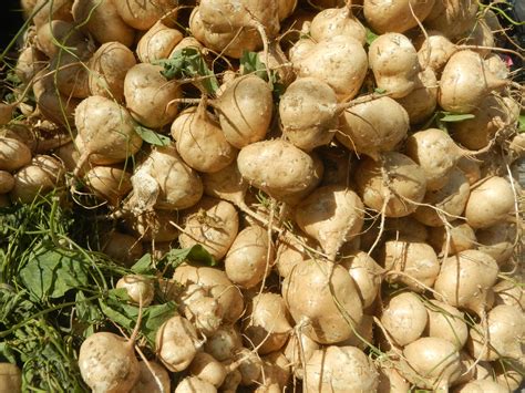Image result for MACA
