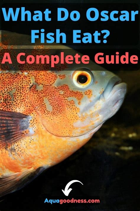 Do Oscar Fish Eat Snails 的图像结果