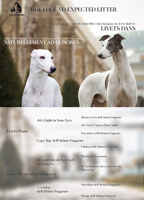 Bully Whippet Puppies