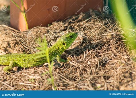 Image result for Spring Lizard