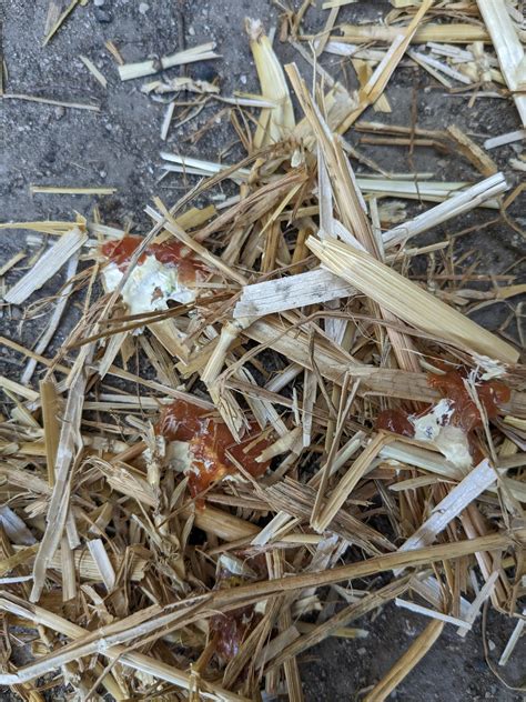 Image result for Sick Chicken Poop