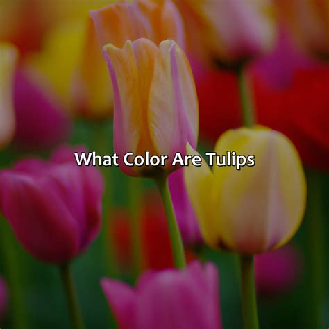 What Color Are Tulips - colorscombo.com