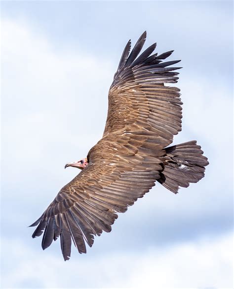 🔥 ‘beautiful’ turkey vulture in flight [OC] : r/NatureIsFuckingLit