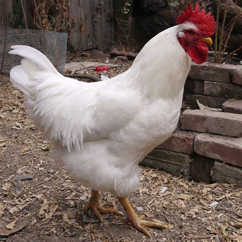 White Plymouth Rock rooster in Northern CA in search of good home