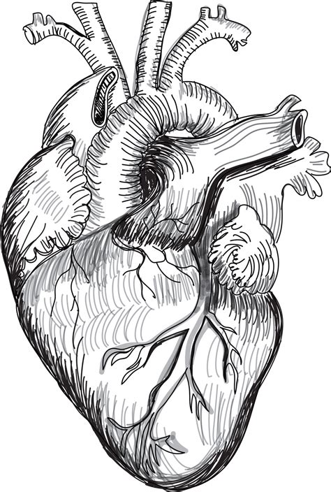 Heart Human Anatomy sketch vector illustration 10810706 Vector Art at Vecteezy